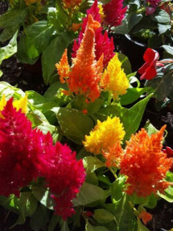 สร้อยไก่ (Celosia Plumosa) คละ / 500 เม็ด (Spain)*