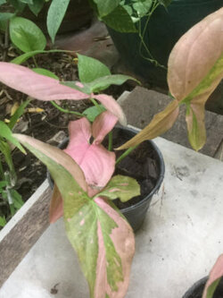 ต้นเงินไหลมา ด่างชมพู กระถาง 6 นิ้ว / ต้น