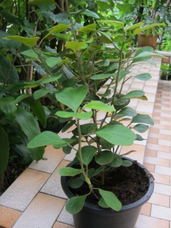 ต้นสาริกาลิ้นทอง สูง 30-50 ซ.ม./ ต้น