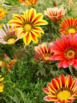 กาซาเนีย (Gazania) คละ / ซอง 50 เม็ด (A029)