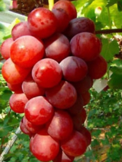 องุ่นลูกกลม สีแดงกุหลาบ (Rose Red Grape) / 50 เม็ด (ขายดี)