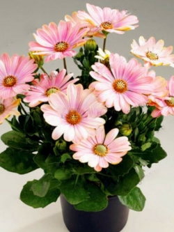 เดซี่บอนไซ (Daisy bonsai) สีชมพู / 50 เม็ด
