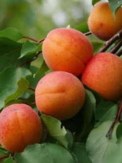 แอพปริคอท (Apricot) / 10 เม็ด