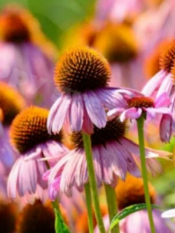 เอ็กไคนาเซีย - รูบี้สตาร์ (Echinacea - Ruby Star) สีม่วง / 300 เม็ด (UK)