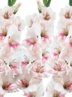 แกลดิโอลัส (Gladiolus) สีขาว-ชมพู / 100 เม็ด