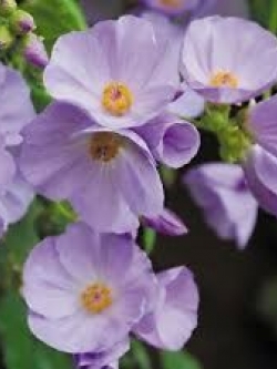 ชบาโคมสีลาเวนเดอร์ / 5 เม็ด (USA)