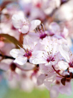 ซากุระ Yama Zakura / 5 เม็ด (Japan)