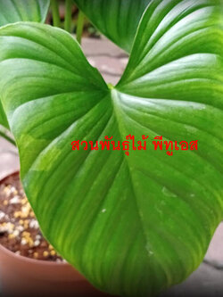 ต้นเสน่ห์จันทร์บุษราคัม จากข้อตาแม่พันธุ์ด่าง ขายทั้งต้น ส่งทั้งกระถาง 10 นิ้ว (ไม่รับเก็บเงินปลายทาง)