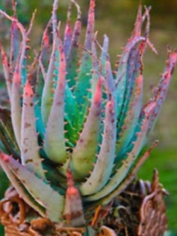 ว่านหางจระเข้ แฟนซี / 100 เม็ด (หายาก)