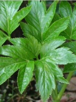 หน่อไม้น้ำ หรือ Ashitaba /20 เม็ด (Korea)