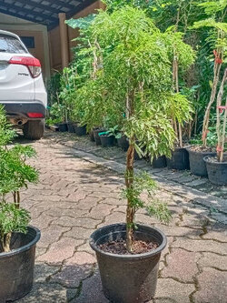 ต้นเล็บครุฑทอดมัน หรือครุฑตรี กระถาง 10 นิ้ว สูง 60-80 ซ.ม.