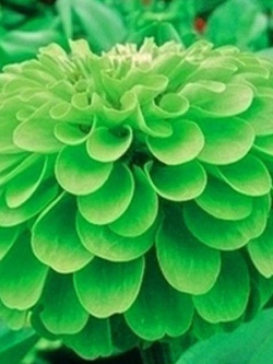 บานชื่น สีเขียว (Green Apple Zinnia) / ซอง 50 เม็ด (A039)