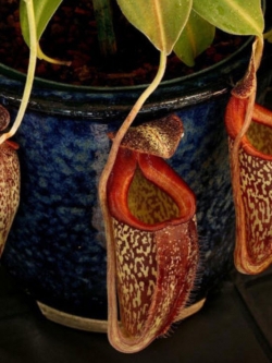 หม้อข้าวหม้อแกงลิง (Nepenthes) หม้อใหญ่ / 50 เม็ด