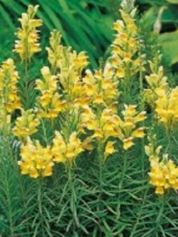 คอมม่อน โทดแฟล็กซ์ (Common Toadflax) / 1,000 เม็ด (UK)