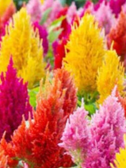 สร้อยไก่ (Celosia / Celosia argentea) คละ / 250 เม็ด (P2S)