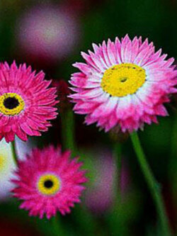 ดอกกระดาษ (Straw flower / Paper Daisy) คละ / 200 เม็ด (UK)