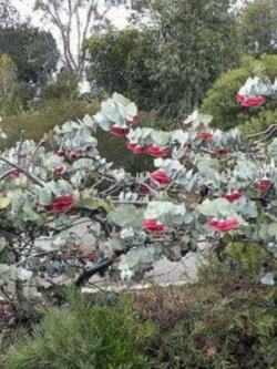 ยูคา โรส มอลลี่ (Rose Mally) / 15 เม็ด (Portugal)