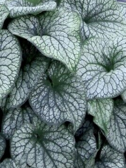 ฮอสต้า (Hosta) ใบเขียวลาย / 200 เม็ด