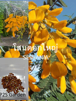 โสนดอกใหญ่ Sesbania กินได้ / 100 เม็ด