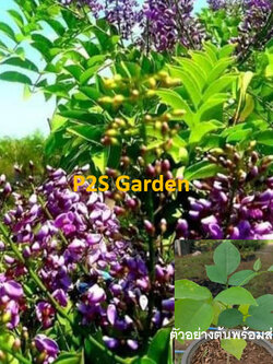 ต้นกล้า คูนม่วงแคระ ดอกหอม กระถาง 8 นิ้ว สูง 15-25 ซ.ม.