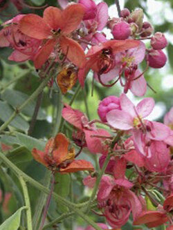 คูนแดง (Cassia Marginata) / 20 เม็ด