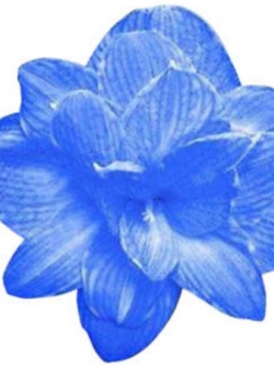 ว่านสี่ทิศ (Amaryllis) สีฟ้า / 100 เม็ด (นอก)