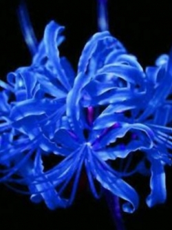 หัวว่านลิลี่แมงมุม (Spider Lily) สีน้ำเงิน / 3 หัว