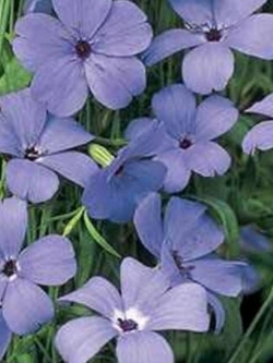 วิสคาเรีย - บลู แองเจิ้ล (Viscaria - Blue Angel) / 100 เม็ด (USA)