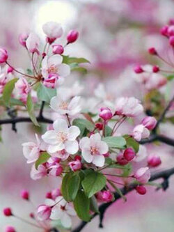 ซากุระ โอชิมะ (Oshima Sakura) / 10 เม็ด (China) *