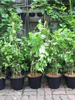 ต้นแสยก (สะ-แหยก) กอใหญ่ สูง 100-120 ซ.ม. / กระถาง