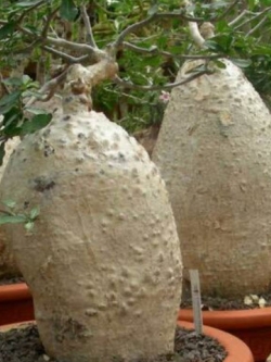 Fockea Edulis / 2 เม็ด (UK)