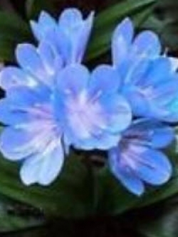 คลิเวีย (Clivia) ฟ้า / 5 เม็ด