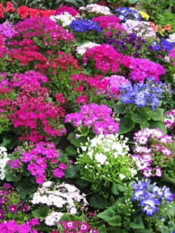 ซินเนอราเรีย (Cineraria / Florists cineraria) / ซอง 30 เม็ด (A079)