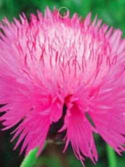 ปะไหมสุหรี (Giant Sweet Sultan) / ซอง 40 เม็ด (A081)