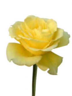 กุหลาบ Izu Dancer / 50 เม็ด (#22)