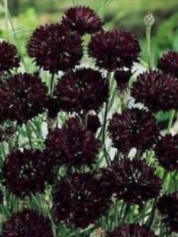 คอร์นฟลาวเวอร์ บอย แบล็ค (Boy Black Cornflower) สีดำ / 35 เม็ด (USA)