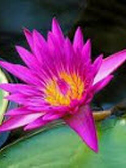 บัวขาบสีชมพู / 200 เม็ด