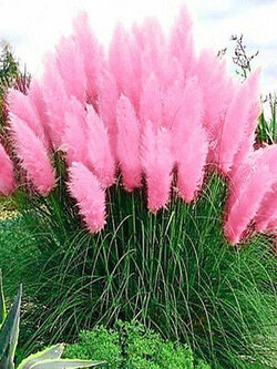 หญ้าภูเขา (Pampas grass) สีชมพู / 400 เม็ด