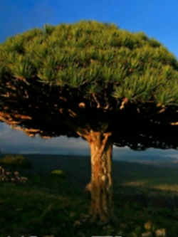 เลือดมังกร (Dragon Blood) / 25 เม็ด (นอก)