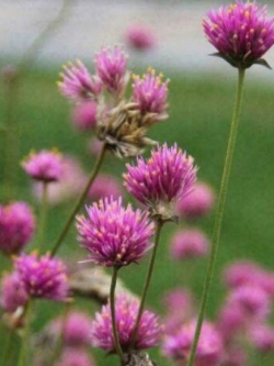 โคลเวอร์แดง (Red Clover / Trifolium pratense) / 3,000 เม็ด
