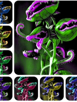 กาบหอยแครงยักษ์ (Giant Venus Flytrap) คละสี / 50 เม็ด