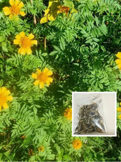 ดาวเรืองพื้นเมือง (Native Marigold) / 300 เม็ด หายากมาก