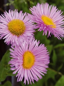 เดซีหิมาลัย สีชมพู (Erigeron - Pink Jewel) / 50 เม็ด (UK)