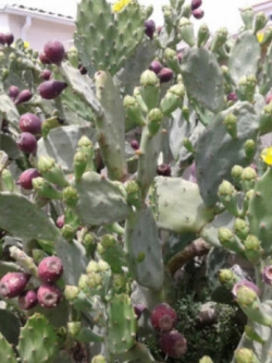 กระบองเพชรทานผล (สายพันธุ์ Opuntia) แดง / 10 เม็ด (Cyprus)