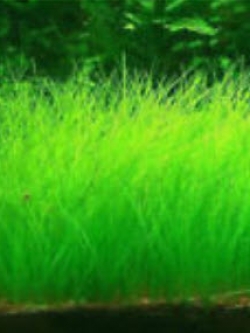 ต้นไม้น้ำ ใบใหญ่ (L) / 1 ถุง