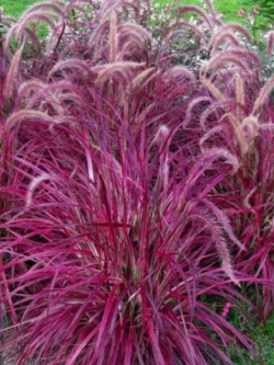 หญ้าน้ำพุ หรือหญ้าเม็กซิกัน (Fountain Grass) / 50 เม็ด