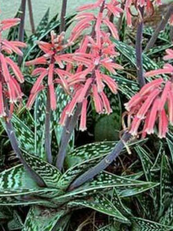ว่านหางจระเข้ใบด่าง (Aloe Variegata) / 5 เม็ด (UK)*