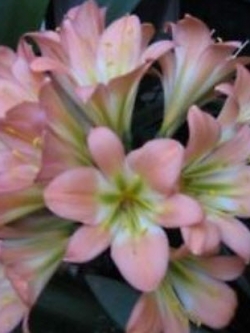 คลีเวีย (Clivia) ชมพู / 1 เม็ด (Indonesia)