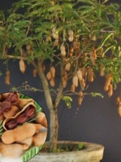 มะขาม บอนไซ (Tamarind bonsai) / 10 เม็ด