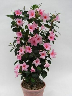 บานบุรีชมพู ต้นเตี้ย / 50 เม็ด